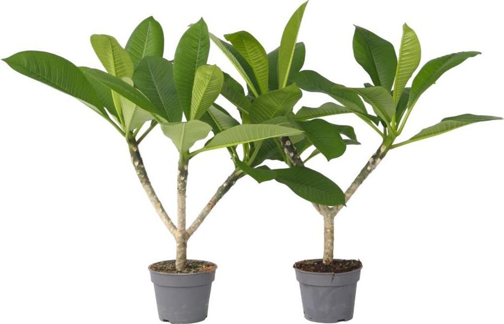 Frangipanier - Set de 2 - Plumeria rubra 'Hawaii' - Hauteur Image du produit 