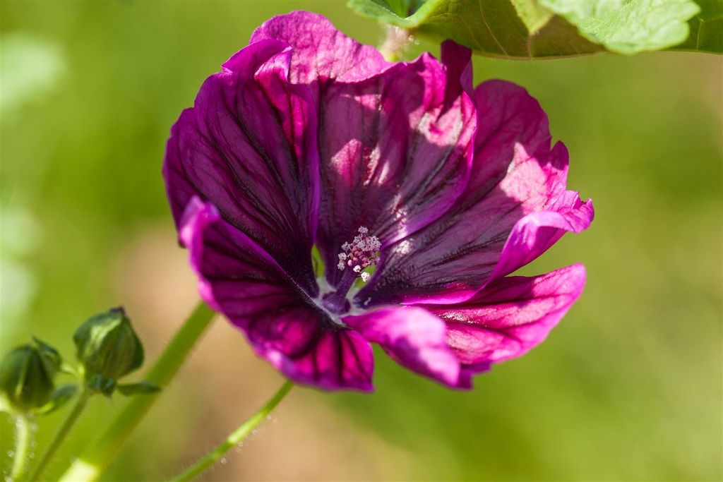 A close-up of a purple flower with green buds and leaves in the background.