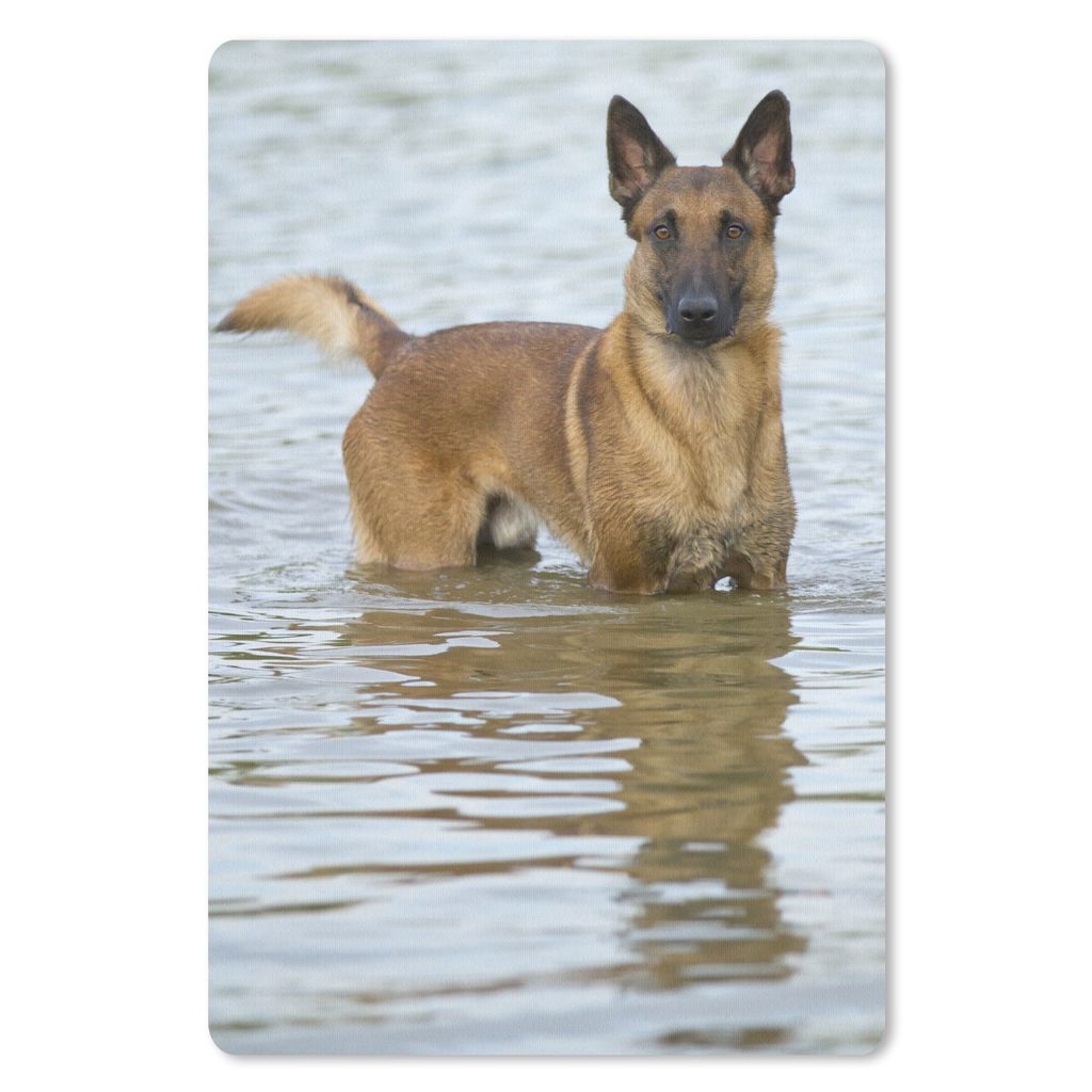 MuchoWow Mauspad Mousepad Ein Malinois-Schäferhund spielt in einem See 18x27 cm - Mousepads - Maus Mat - Pad - Mausunterlage
