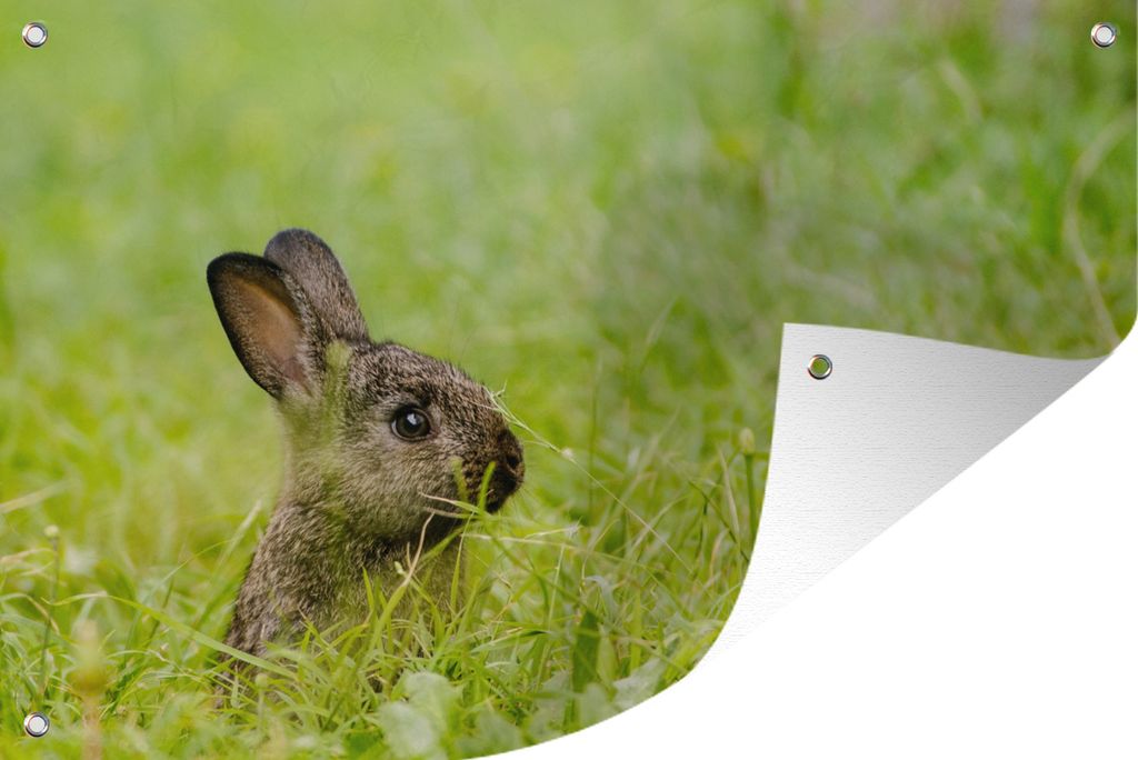 MuchoWow 90x60 cm Outdoor-Poster Gartendeko Sichtschutz Garten Poster für den Garten Kaninchen - Baby - Gras