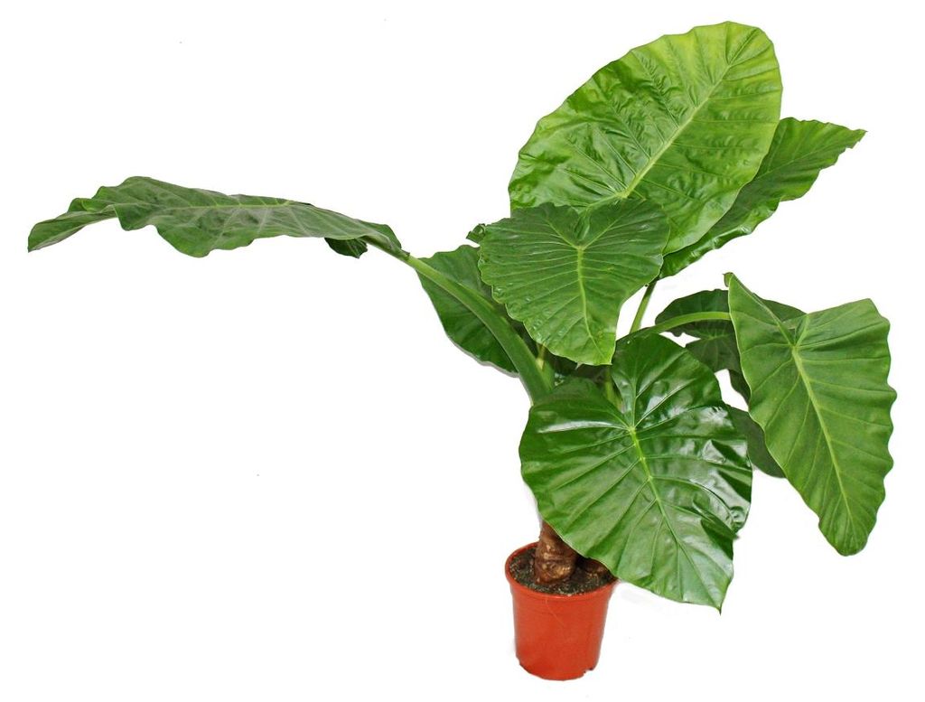 Alocasia cucullata 21cm Solitärpflanze - Elefantenohr, Höhe Produktbild 