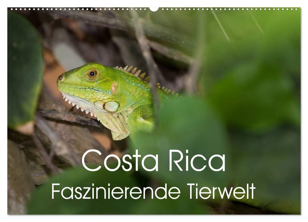 Costa Rica. Faszinierende Tierwelt (Wandkalender 2027 DIN A2 quer), CALVENDO Monatskalender