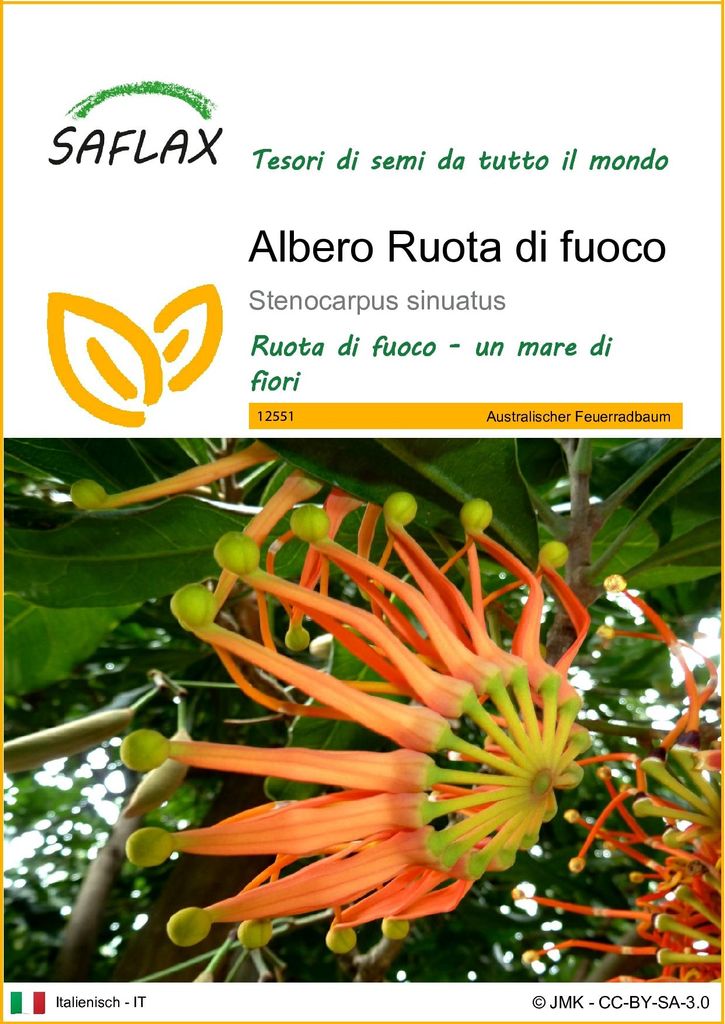 SAFLAX  - Albero Ruota di fuoco - 20 semi - Stenocarpus Immagine del prodotto 