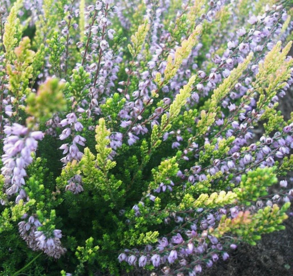 Besenheide Calluna Easter Bonfire Sommerheide immergrün 15 - 20 cm