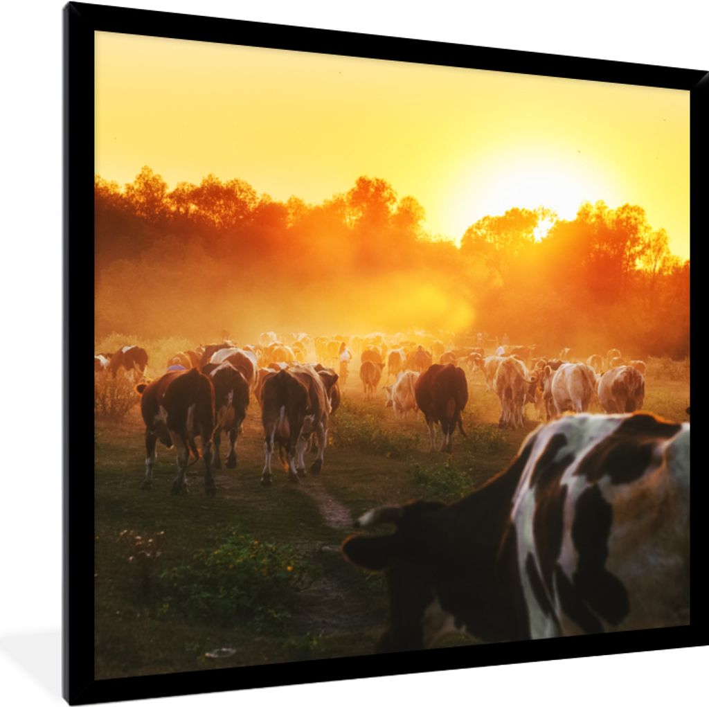 MuchoWow Gerahmtes Poster Kühe - Sonnenuntergang - Wiese - Tiere 40x40 cm - Poster mit Schwarzem Bilderrahmen Wandposter Rahmen Foto Bilder - Mi...