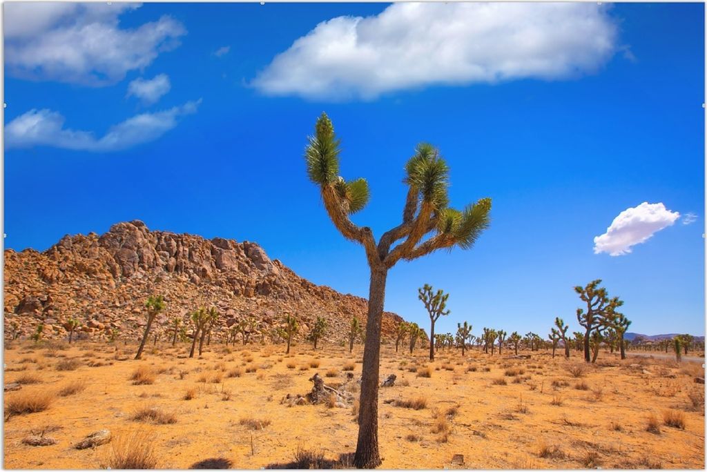 Wallario Wandbild Palmlilie im Nationalpark Yucca Valley Wüstenlandschaft, Größe: 61 x 91,5 cm, Poster mit rahmenlosen Bildhalter