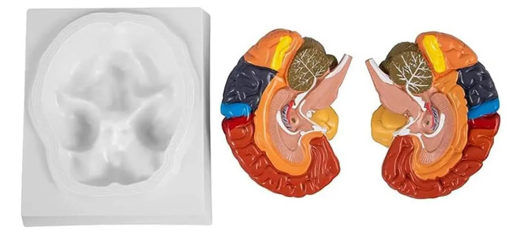 Cerveau humain en couleur démontable en pièces pour étude médicale