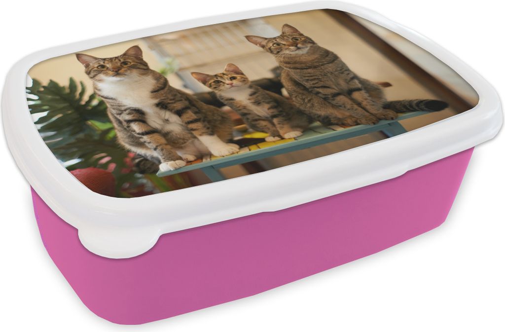 KitchenYeah Lunchbox Brotzeit Brotdose 17x11 cm Drei Katzen auf kleinem Tisch Kinder Brotzeitdose - Lunchpaket - Brotkasten - Sandwich Box