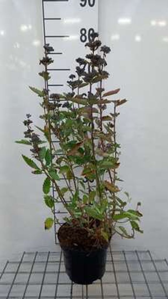 Caryopteris cland. 'Camara Pink' - Bartblume 30- 40 cm Container