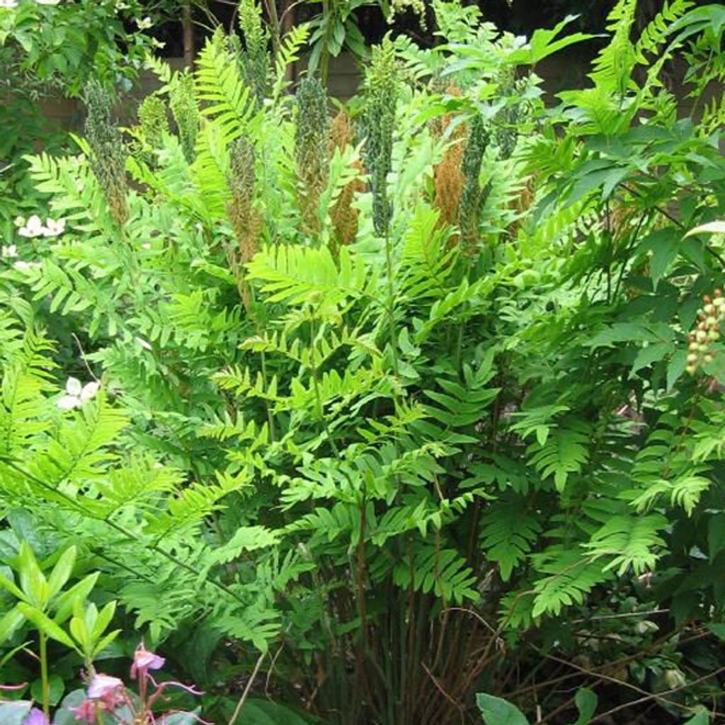 6 x Königsfarn - Osmunda regalis 'Purpurascens' | Topf 9cm x 9cm