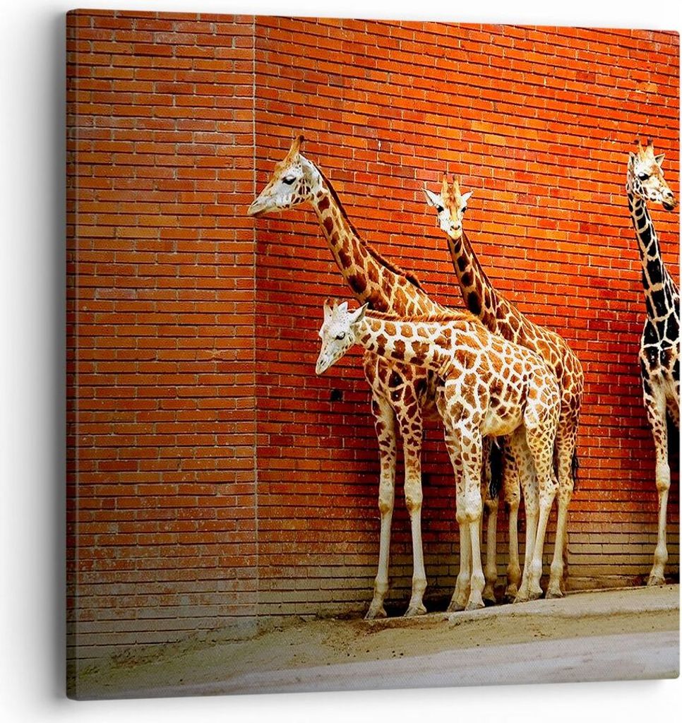 Bild auf Leinwand - Leinwandbild - Tiere Giraffen Zoo Familie - 40x40cm - Wand Bild - Wanddeko - Leinwanddruck - Bilder - Kunstdruck - Wanddekorati...
