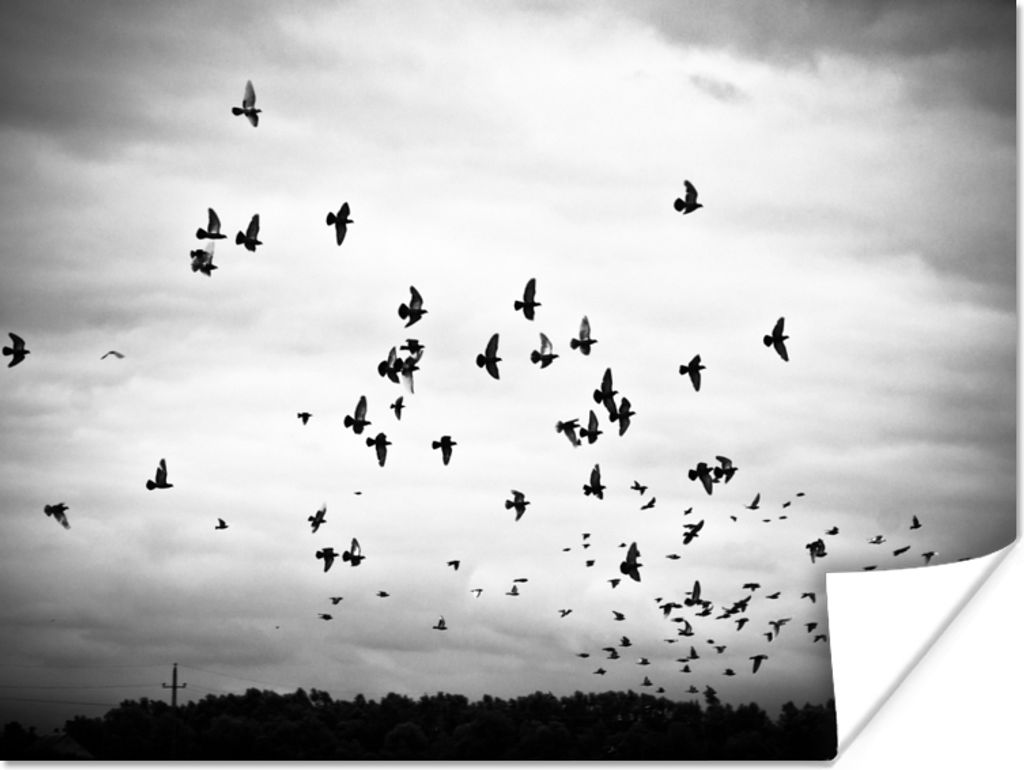 MuchoWow Poster Tiere - Vögel - Wolken - Schwarz - Weiß 120x90 cm - Wandbild