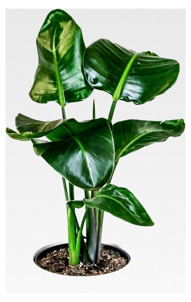 Strelitzia nicolai | Baum-Strelitzie | Luftreinigende Zimmerpflanze im Topf