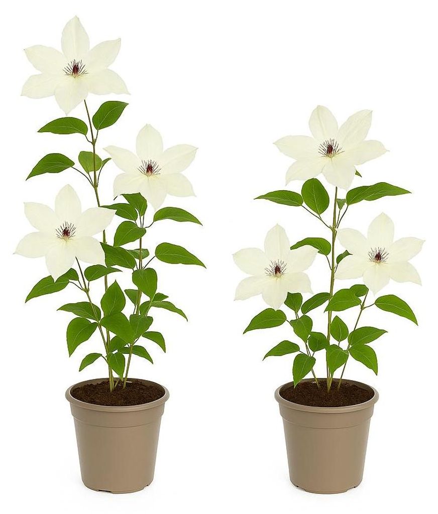 Exotenherz Kletterpflanzen - Clematis Miss bateman - 2er Set - 11cm Topf