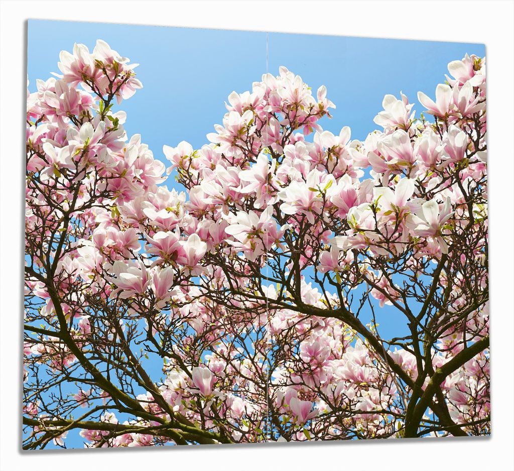 Wallario Herdabdeckplatte aus Glas, Größe 60 x 52 cm 2-teilig, Motiv Schöne rosa Magnolien-Blüten vor blauem Himmel