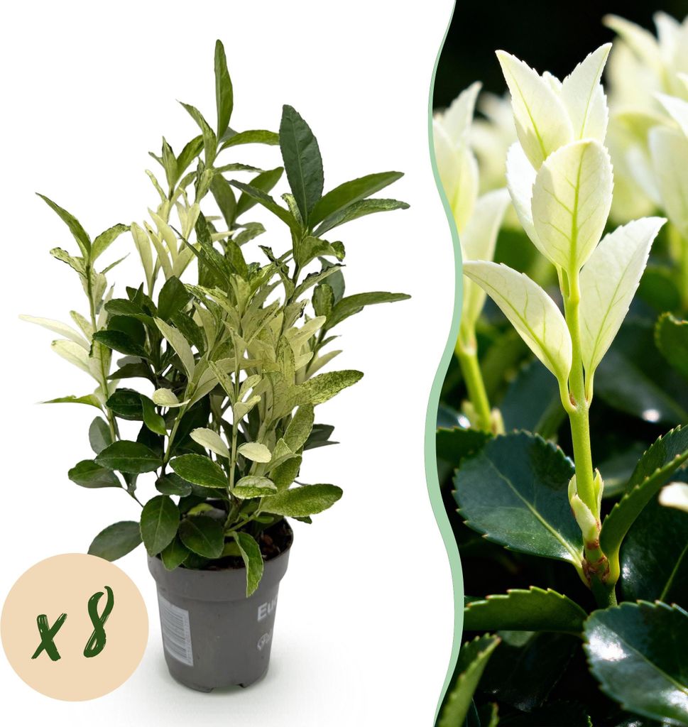 GreenboutiQ - Heckenpflanzen - Euonymus japonica Paloma Blanca - Blatt Grün und Weiß - 8 Pflanzen - 1 Laufender Meter - Immergrün - Topf 9cm Hö...