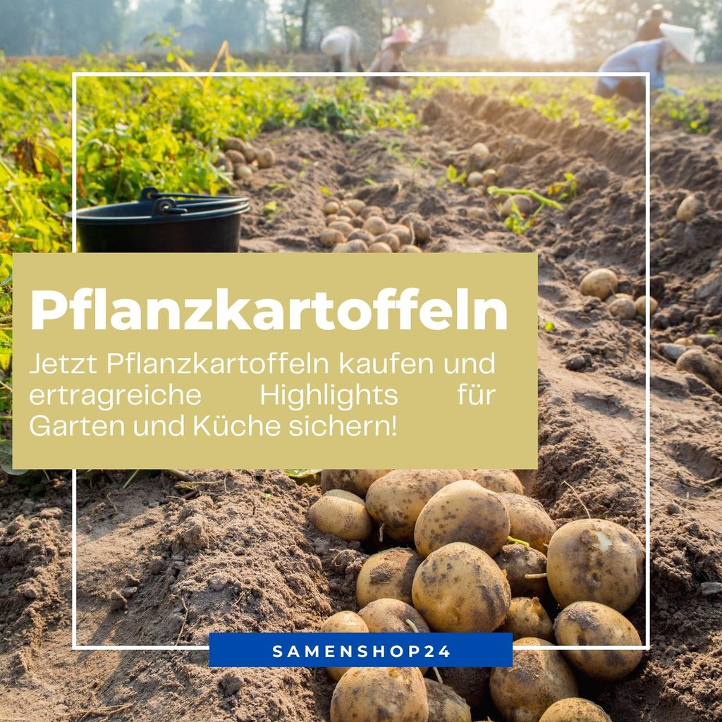 Kiepenkerl Pflanzkartoffel Glorietta Solanum tuberosum 20 Stück