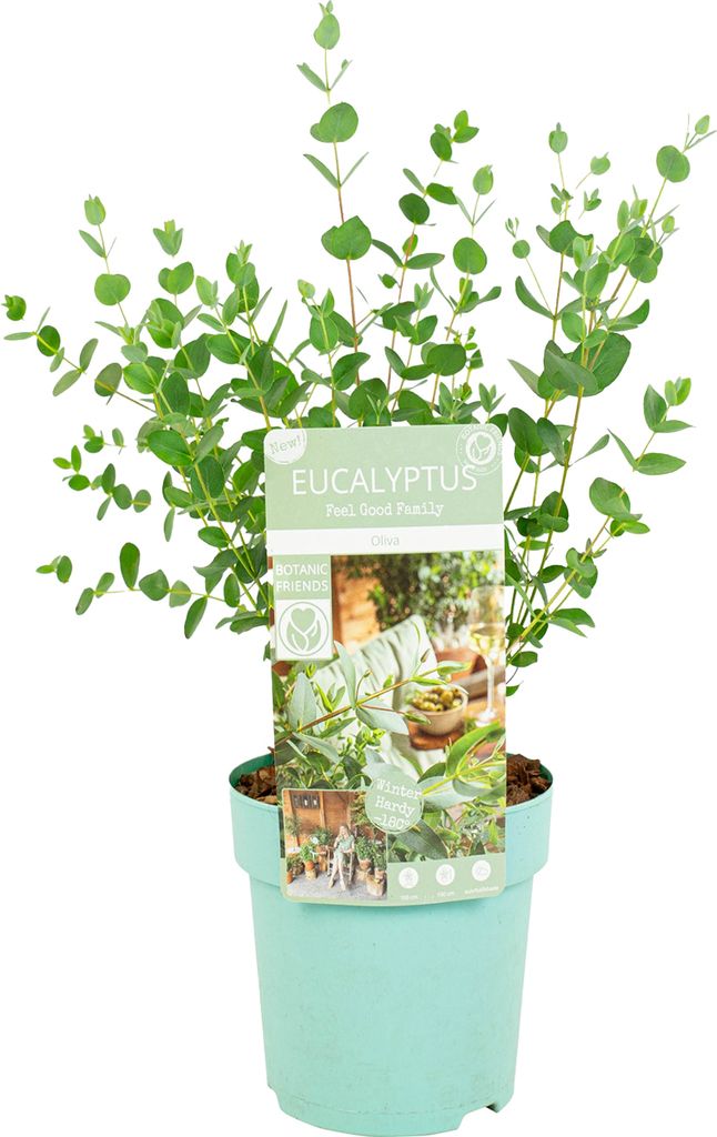 Bloomique - Eucalyptus Parvifolia - Eukalyptuspflanze - Produktbild 