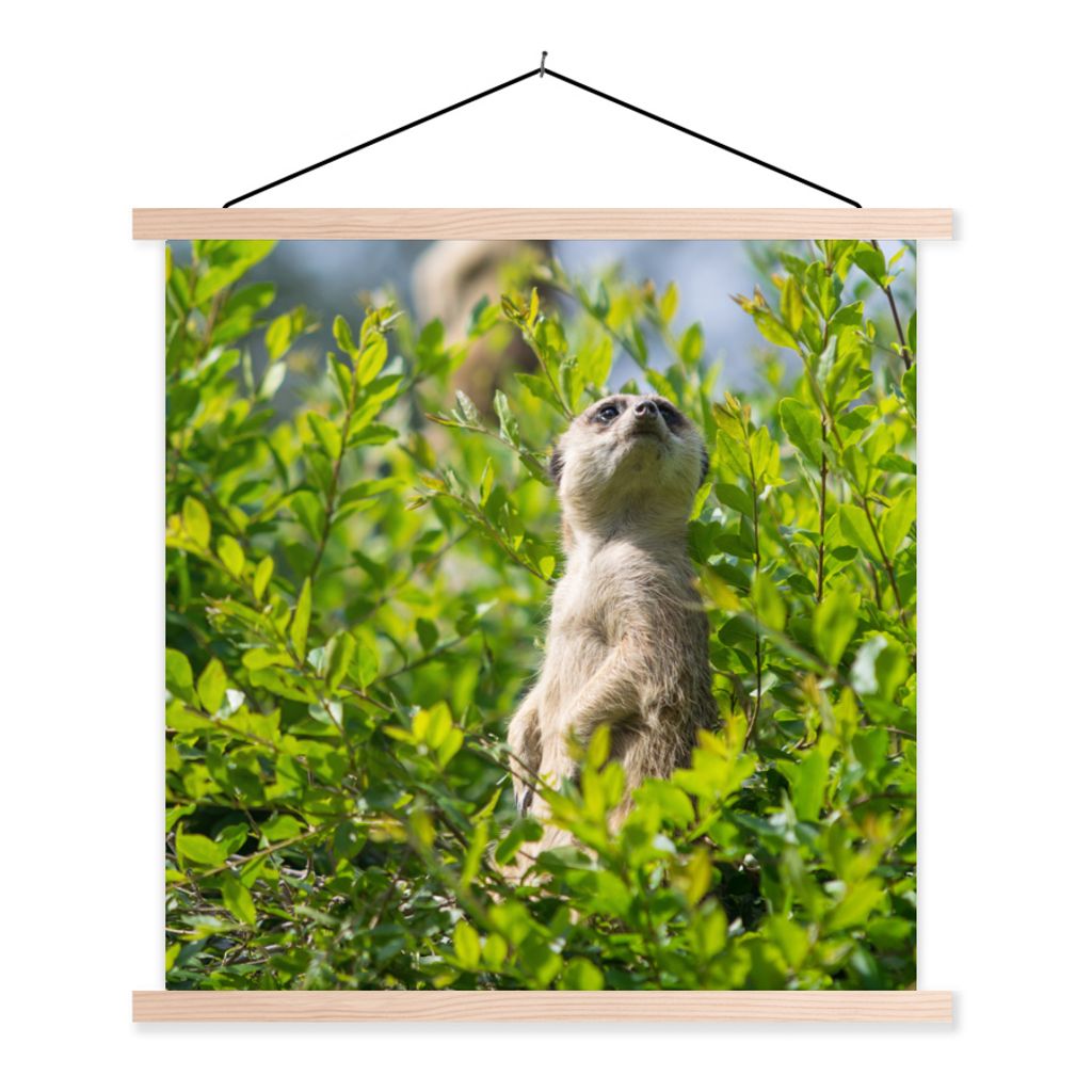MuchoWow Textilposter Büsche - Erdmännchen - Tier 40x40 cm mit holzfarbenen Rahmen - Posterleiste