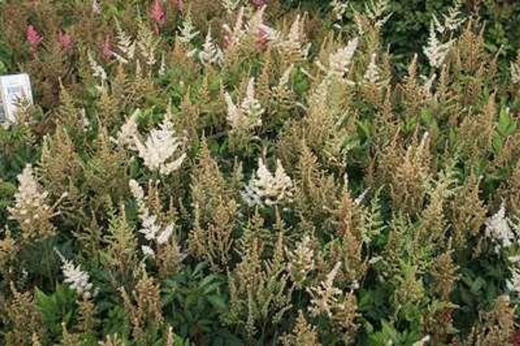 6 x Astilbe (a) 'Diamant' - Prachtspiere - Topf 9 x 9 cm