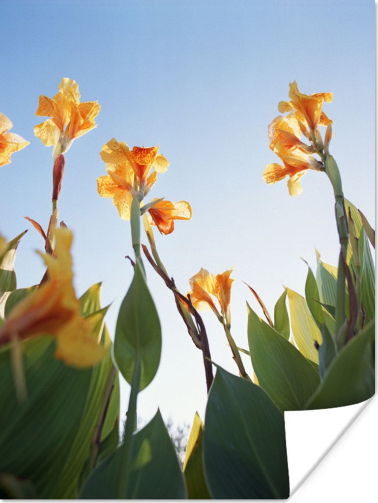 MuchoWow Poster Canna blüht unter einem klaren Himmel 30x40 cm - Wandplakat - Poster Kinderzimmer
