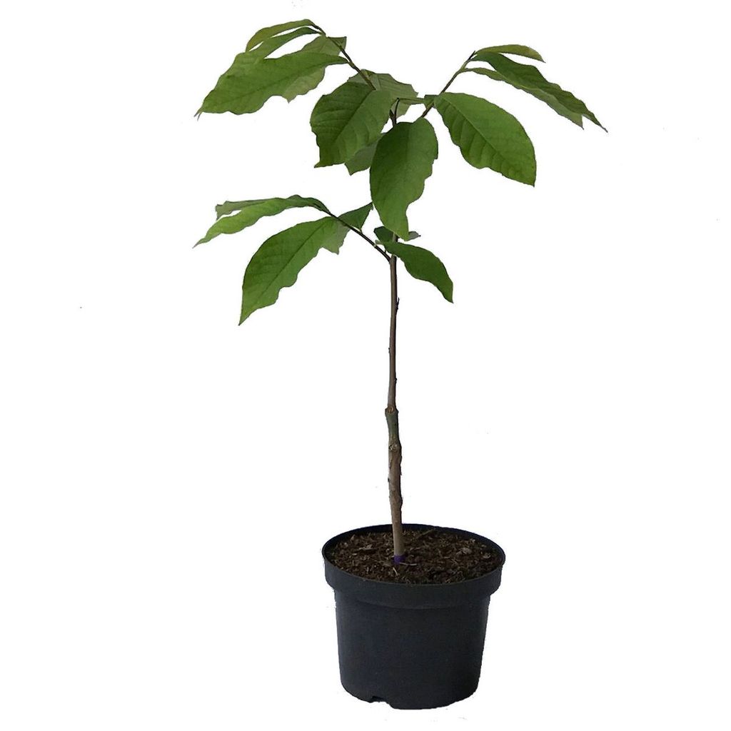 Sunflower veredelte Indianerbanane Paw Kaufland.de