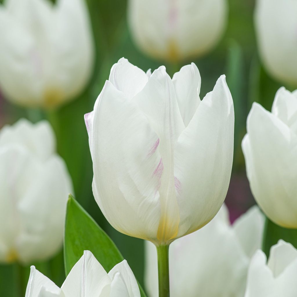 Tulipány Cibuľky Cibuľky Kvety Triumf Tulipán Snowhill 5 Obrázok produktu 