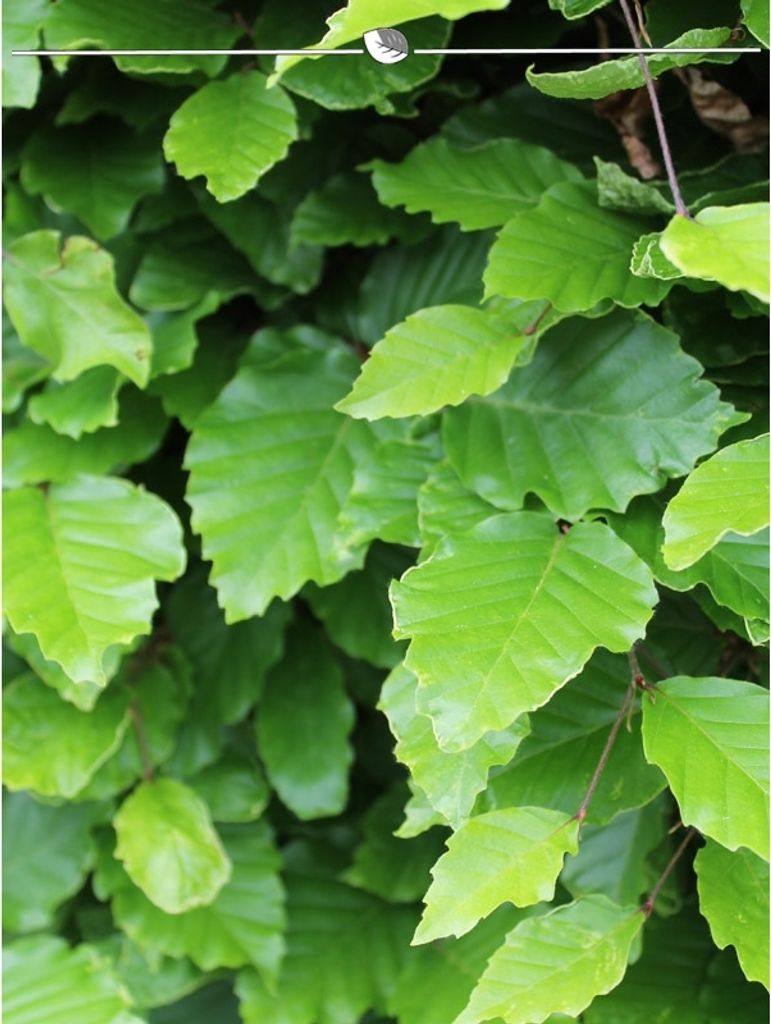 Rotbuche Fagus sylvatica 150-175 cm Wurzelnackt, 150x Heckenpflanze