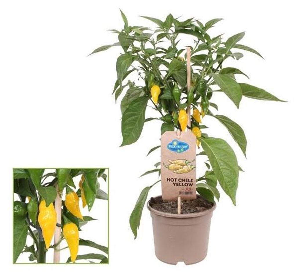Roślina chili – ostra – papryczka chili – krzew papryki na Zdjęcie produktu 