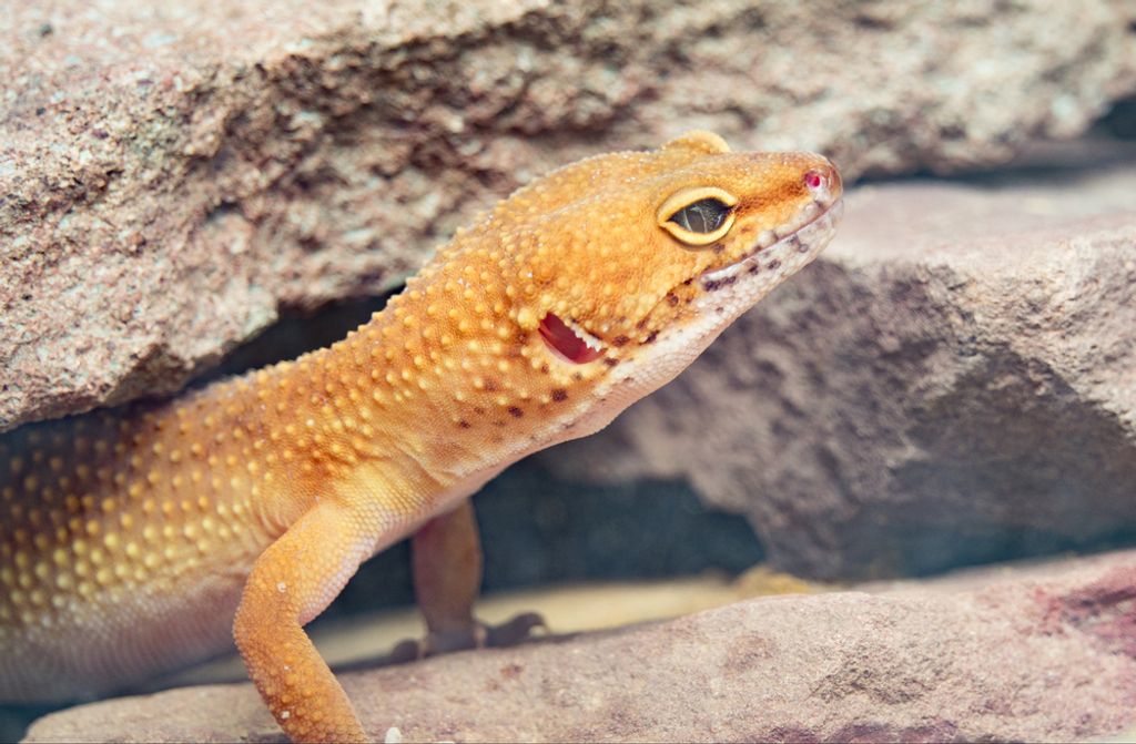 hansepuzzle 77680 - Gecko Puzzle, 500 Teile, Natur, 46,0 x 30,0cm mit hochwertiger Aufbewahrung, Kartonbox und wiederverschließbarem Beutel