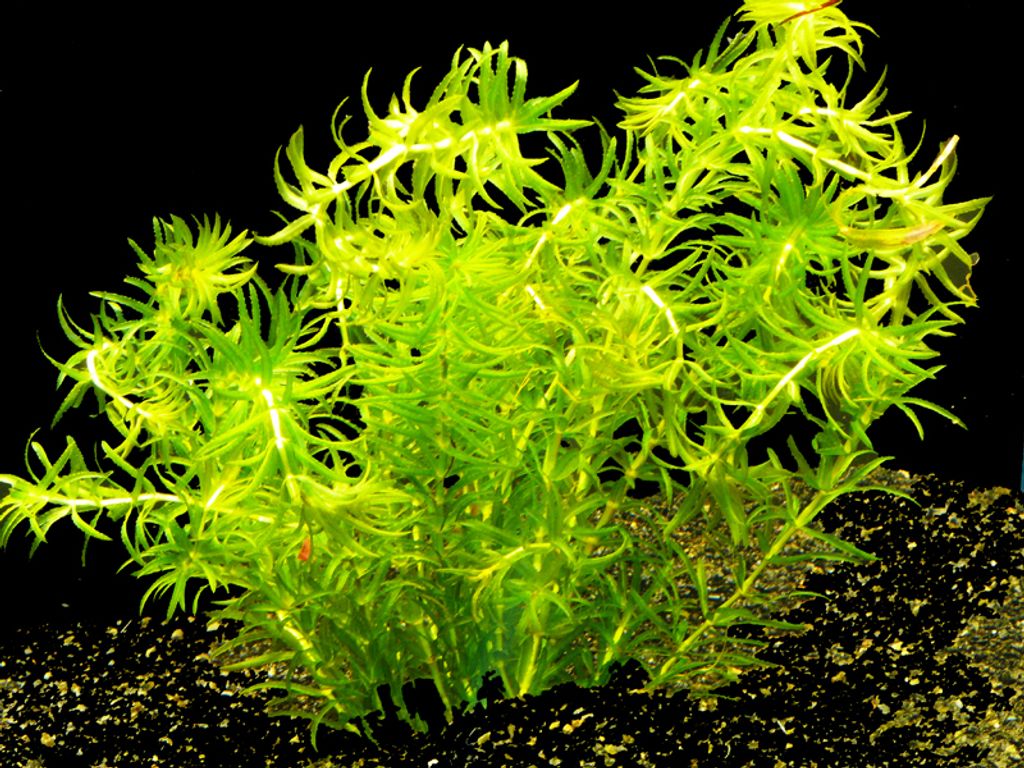 1 Bund Grundnessel (Hydrilla verticillata)