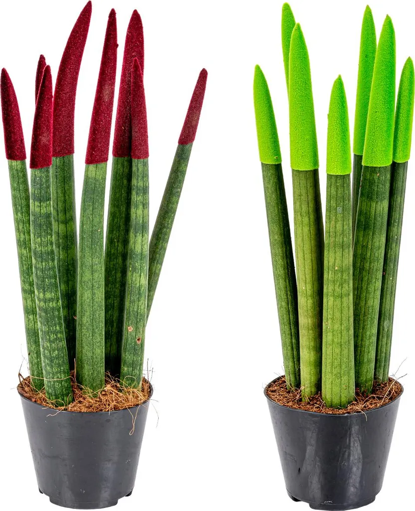 Plante d'intérieur Sansevieria Cylindrica - Duo de Langues de Belle-mère