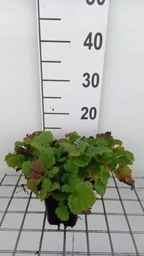 Aménager vos bordures : lot de 6 benoîtes Geum 'East of Eden' - pots 9x9 cm