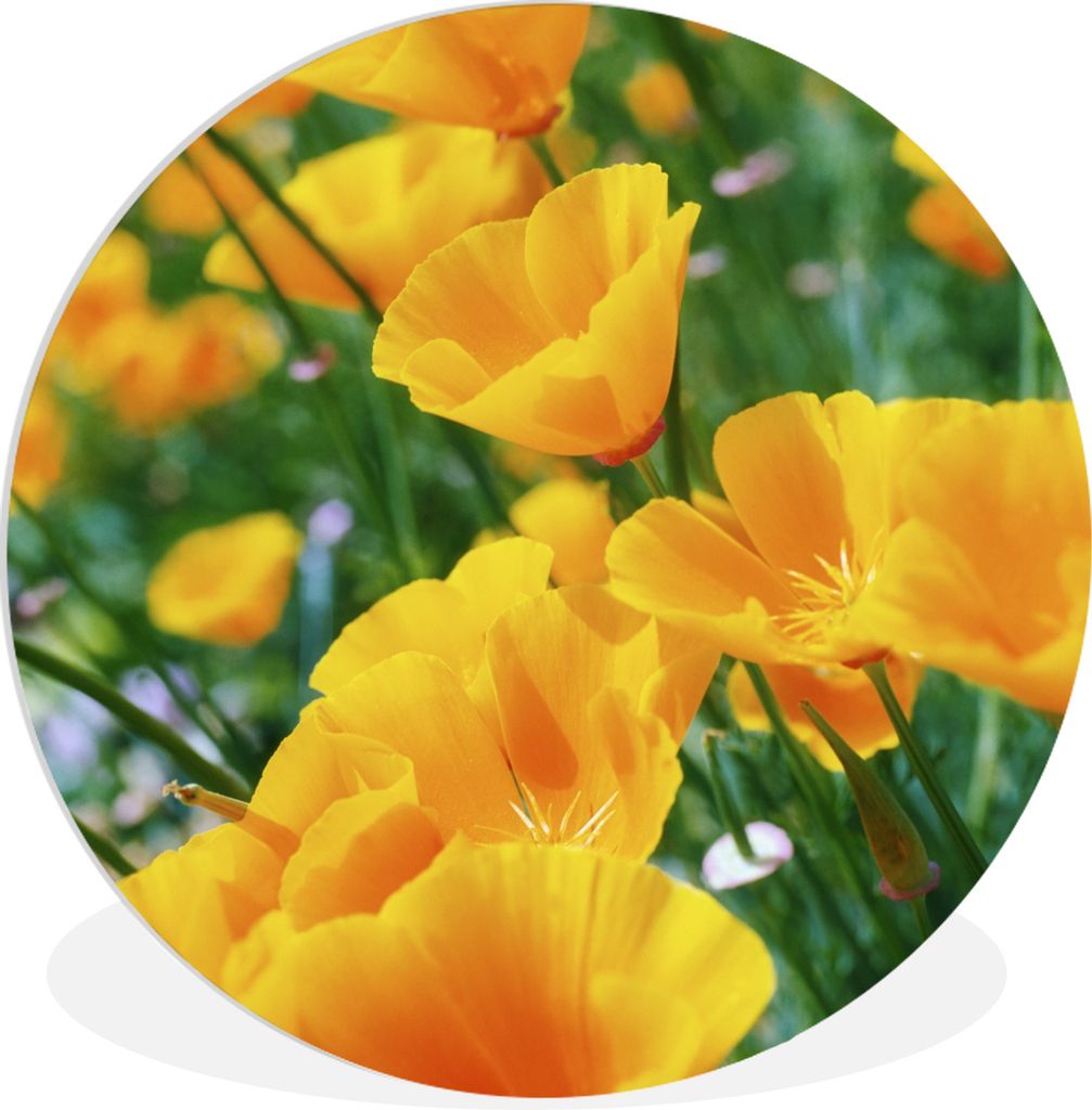 MuchoWow Rundes Wandbild - Runde Bilder Blumen - Garten - Orange Ø 60 cm Kreis Wanddekoration Kunststoff - Wandkreis - Wandschmuck - Wand Kreis ...