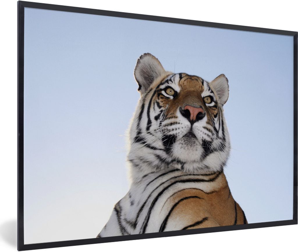 MuchoWow Gerahmtes Poster Tiger - Himmel - Kopf 90x60 cm - Poster mit Schwarzem Bilderrahmen Wandposter Rahmen Foto Bilder - Fotorahmen - Foto-Pl...