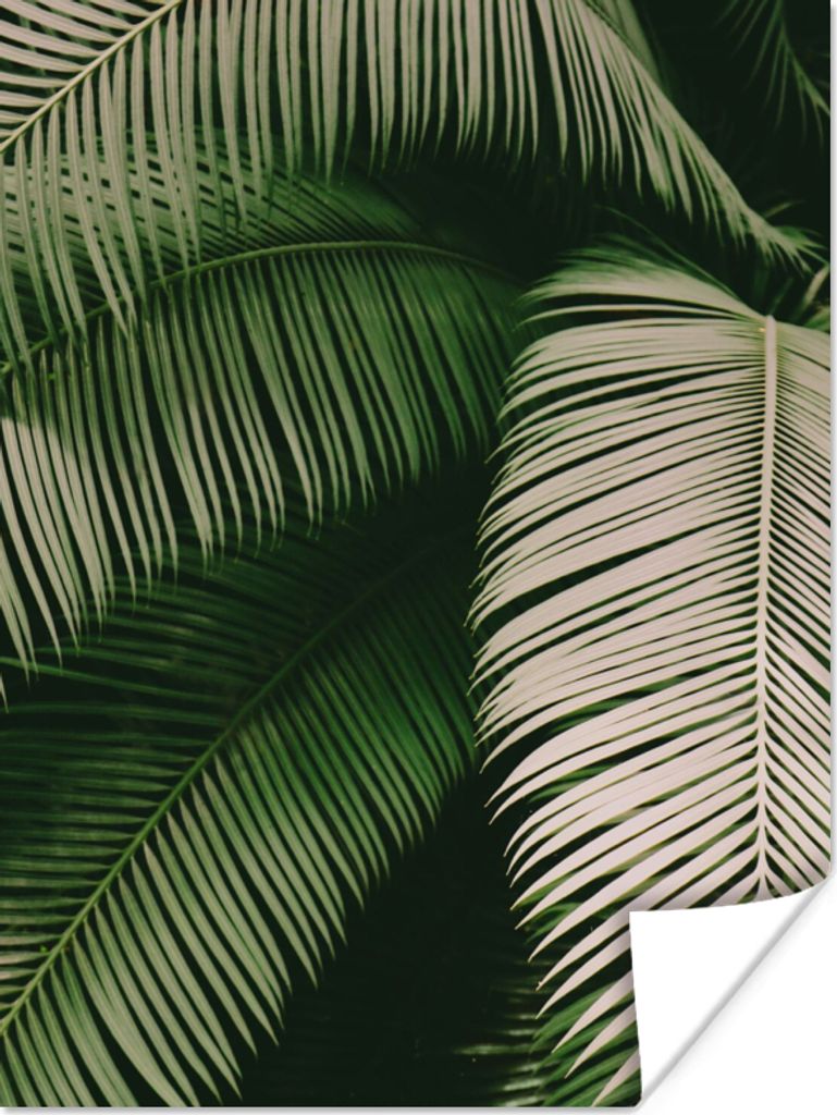 MuchoWow Poster Palmwedel - Sommer - Tropisch 60x80 cm - Schlafzimmer Dekoration
