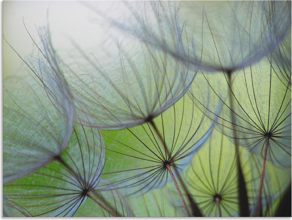 ARTland Wandbild Alu für Innen & Outdoor Pusteblumen-Samen II Größe: 60x45 cm