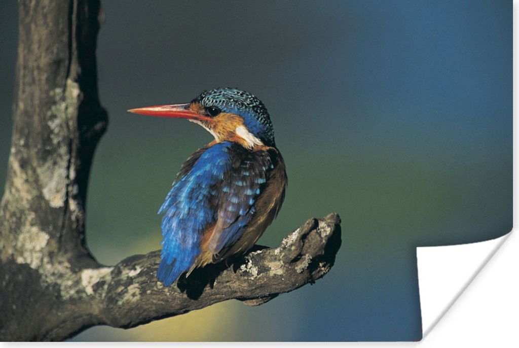 MuchoWow Poster Eisvogel - Tier - Farbenfroh 60x40 cm - Schlafzimmerdekoration