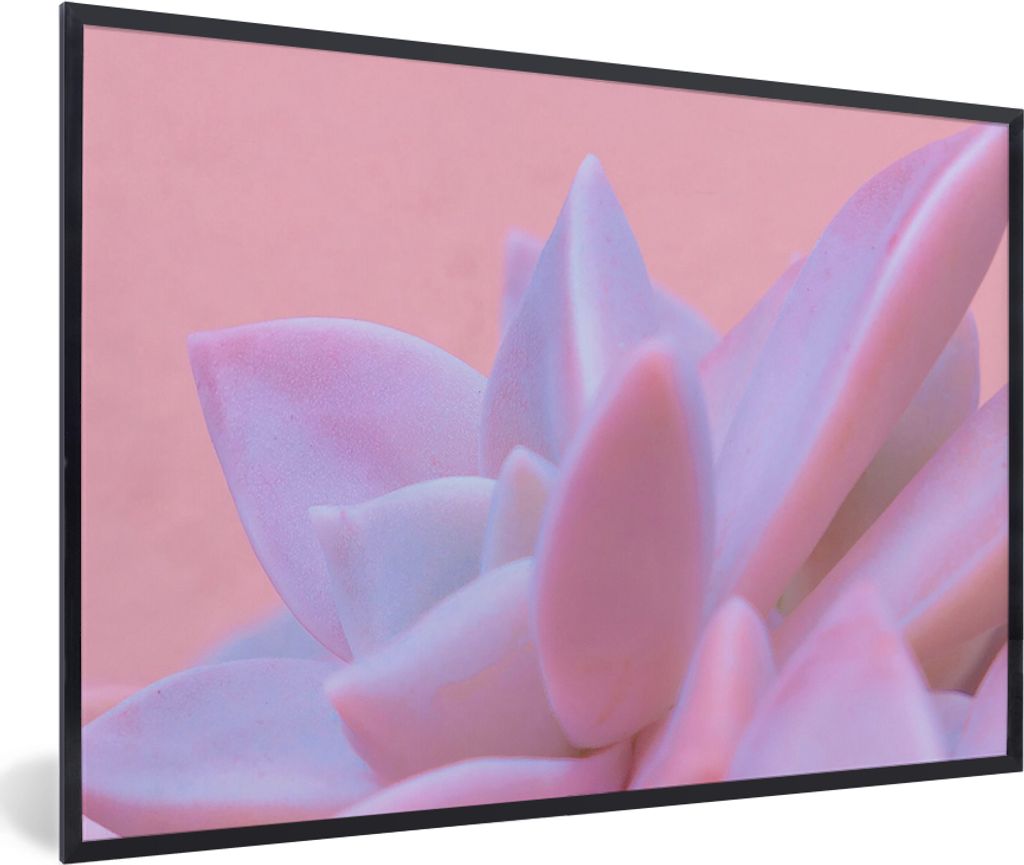 MuchoWow Gerahmtes Poster Sukkulente - Sommer - Rosa - Pflanzen 90x60 cm - Poster mit Schwarzem Bilderrahmen Wandposter Rahmen Foto Bilder - Foto...