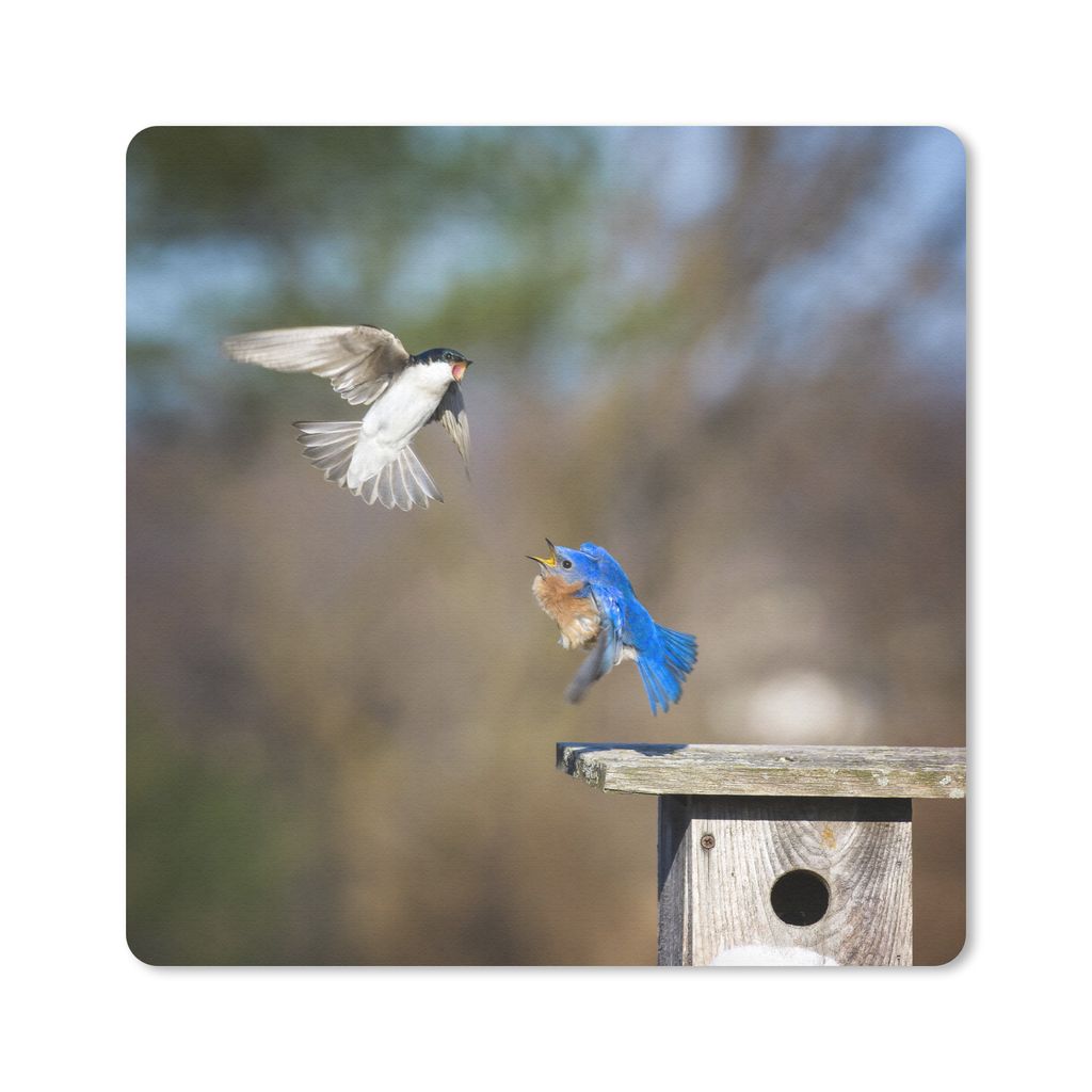 MuchoWow Mauspad Mousepad Nahaufnahme von zwei kämpfenden Vögeln in der Nähe eines Nistkastens 20x20 cm - Mousepads - Maus Mat - Pad - Mausunt...