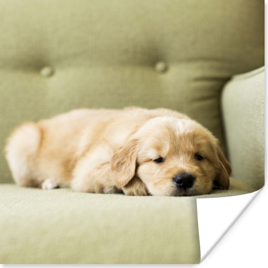 MuchoWow Poster Ein schlafender Golden Retriever Welpe auf dem Sofa 50x50 cm - Wohnzimmerdekoration