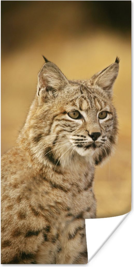 MuchoWow Poster Luchs - Braun - Gras 20x40 cm - Plakat - Foto