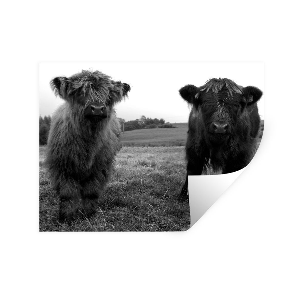 MuchoWow Wandtattoo Wandsticker Wandaufkleber Schottische Highlander - Kühe - Natur - Grün - Gras 80x60 cm Selbstklebend und Repositionierbar -...