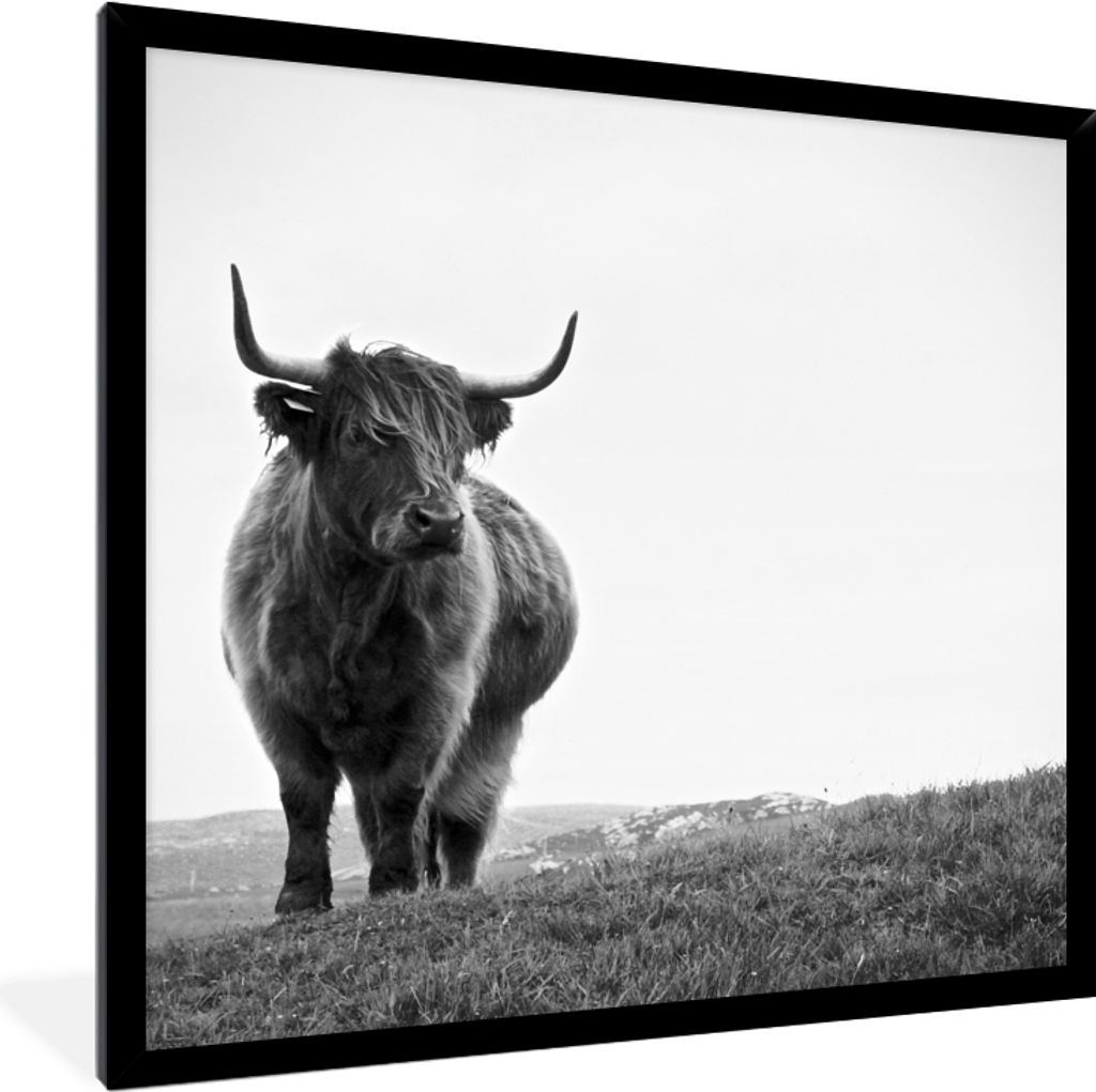 MuchoWow Gerahmtes Poster Tiere - Schottische Hochlandbewohner - Schwarz und weiß - Natur - Ländlich 40x40 cm - Poster mit Schwarzem Bilderrahm...