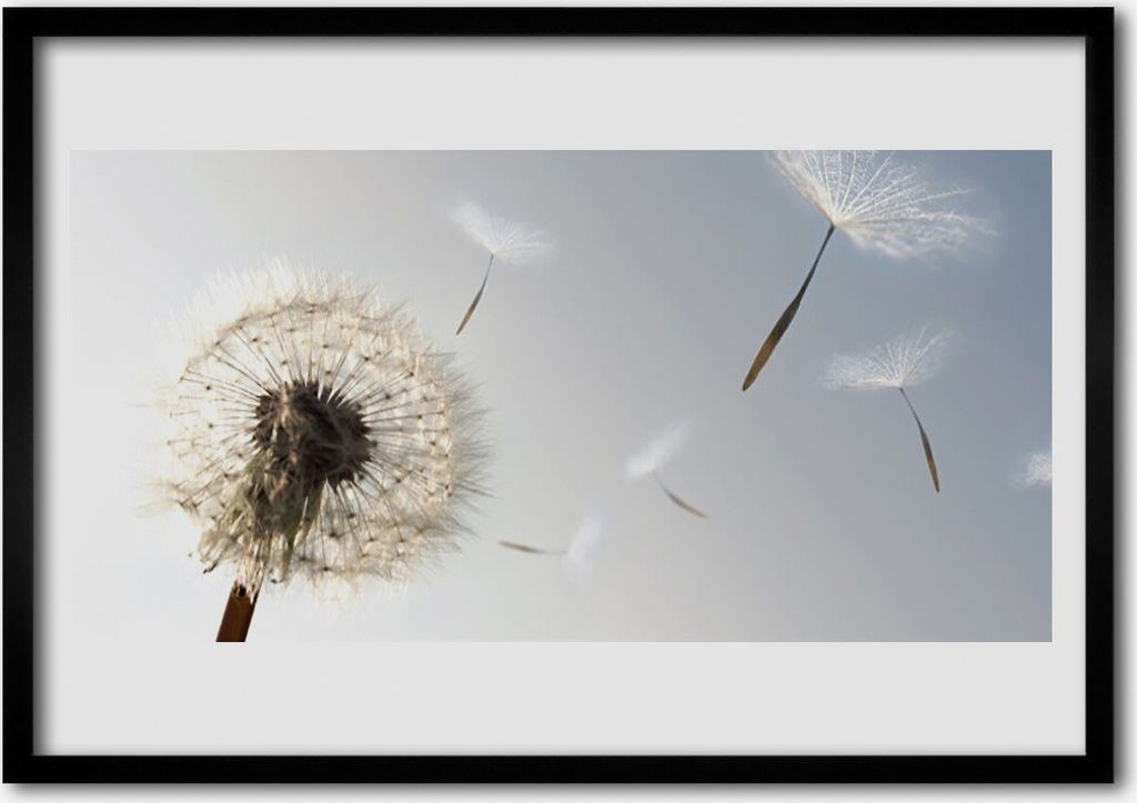 Bild 100x70 MDF-Rahmen Wandkunst Löwenzahn Blumen Natur