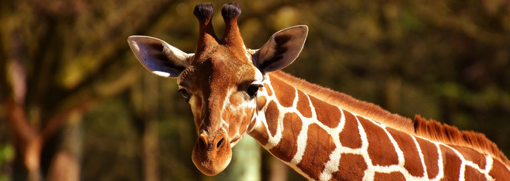 hansepuzzle 84542 - Giraffe Puzzle, 1050 Teile, Natur, 60,0 x 46,0cm mit hochwertiger Aufbewahrung, Kartonbox und wiederverschließbarem Beutel
