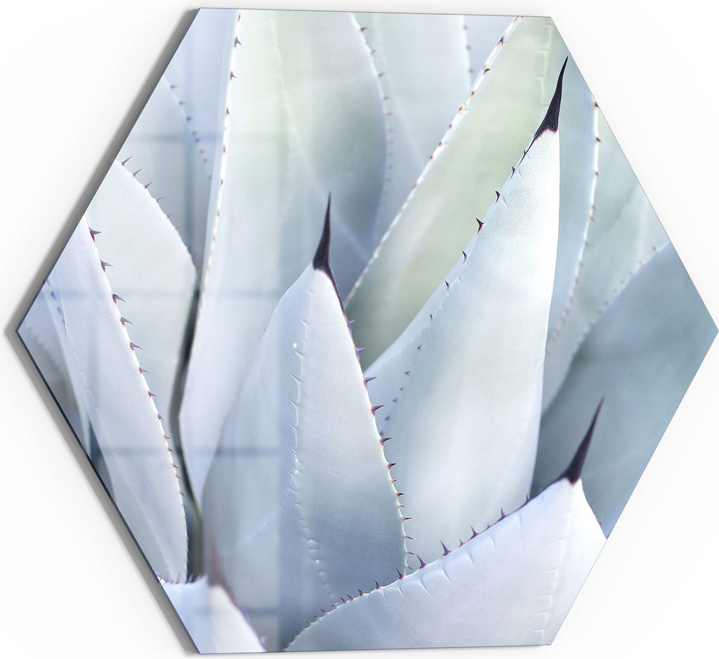 DEQORI Glasbild Echtglas 40x35 cm 'Flüsternde Agave' Wandbild Bild modern Deko