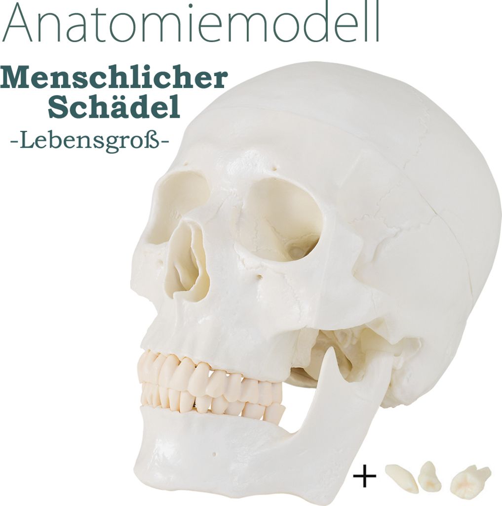 Schädel Anatomie Lebensgroß Modell Skelett Anatomisches Produktbild