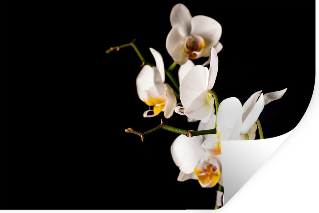 MuchoWow Wandtattoo Wandsticker Wandaufkleber Orchidee - Blumen - Pflanzen - Botanisch 30x20 cm Selbstklebend und Repositionierbar - Wierderverwe...