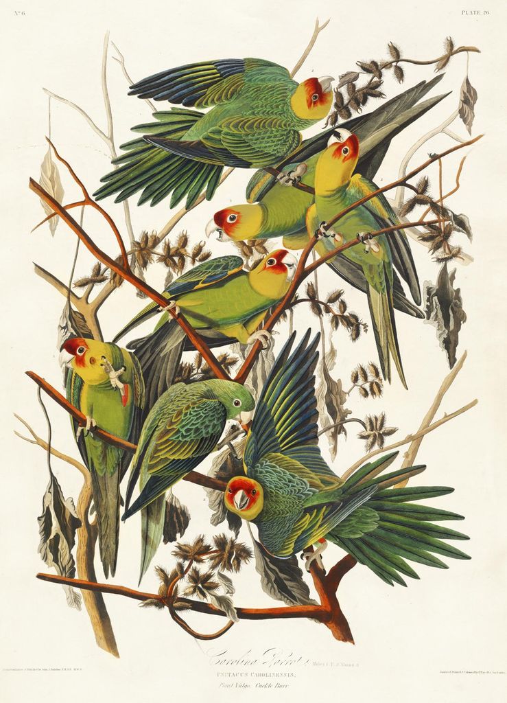 Plakat 13x18cm Karolinscher Papagei, J.J. Audubon, Vintage für das Wohnzimmer
